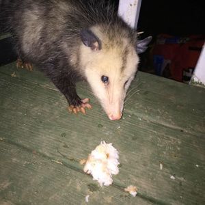 Meet your Posher, Ezra